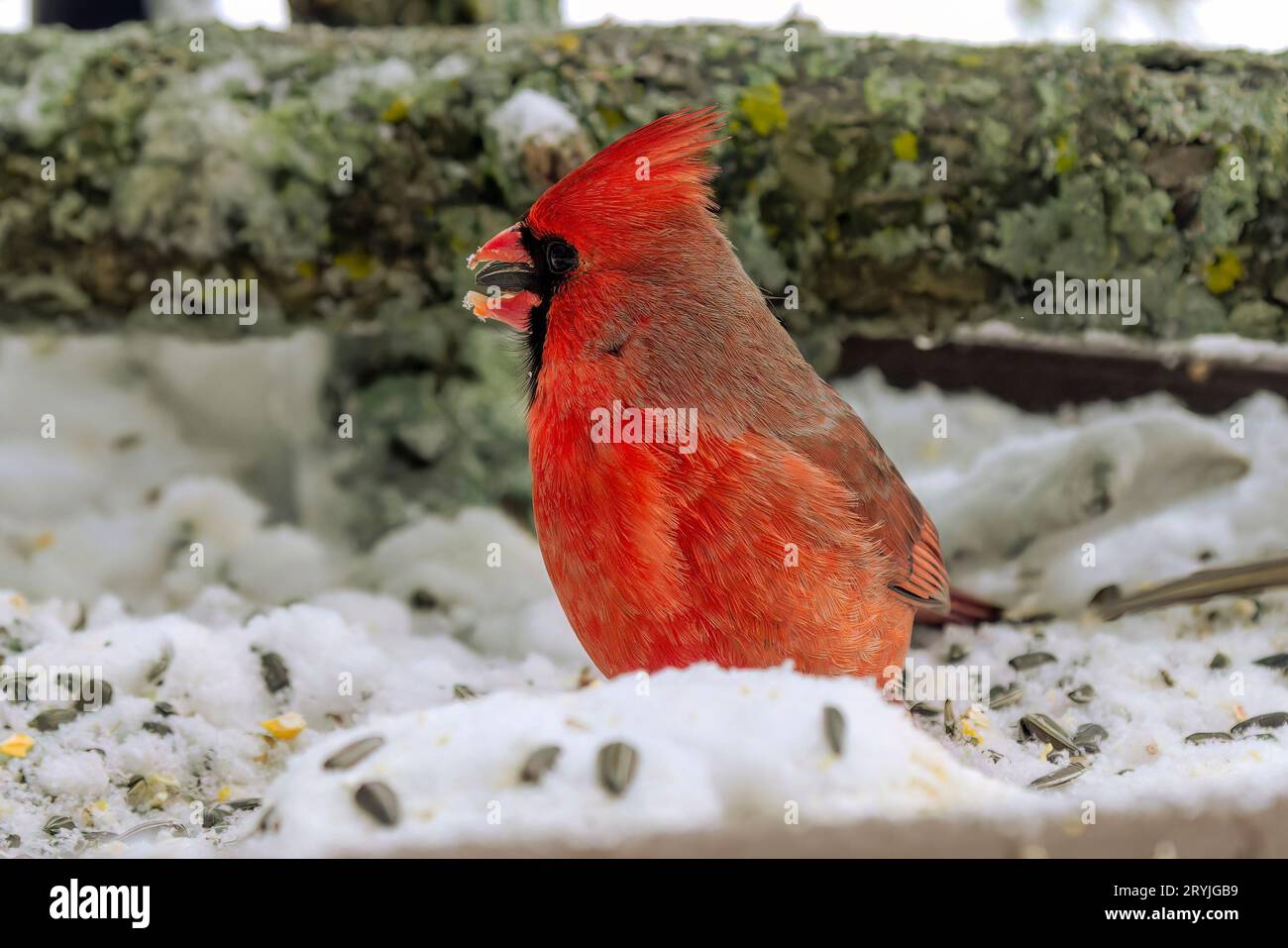 Le cardinal du nord (Cardinalis cardinalis) Banque D'Images