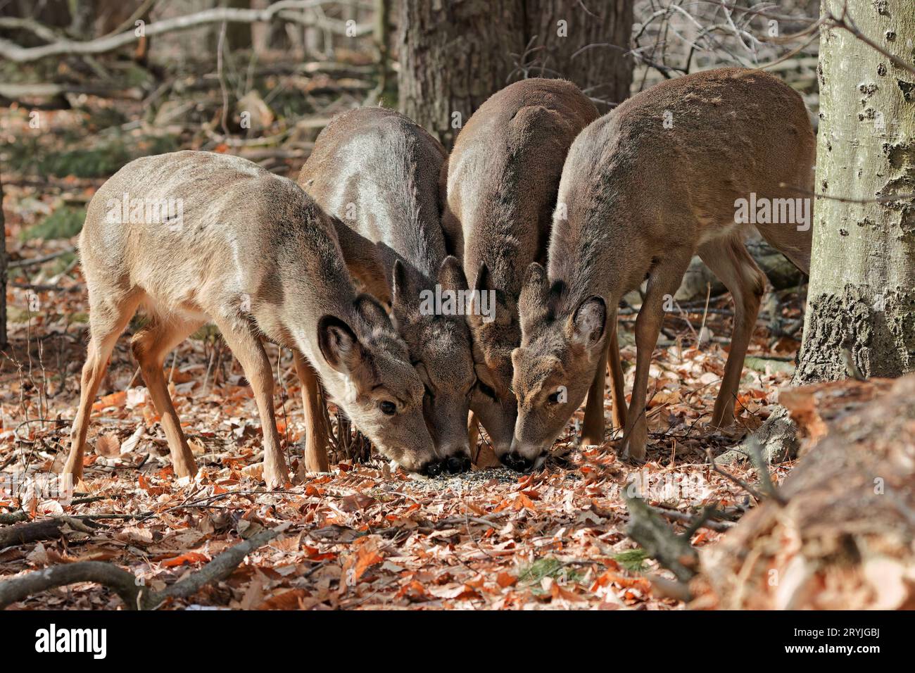 Le cerf de Virginie (Odocoileus virginianus) Banque D'Images