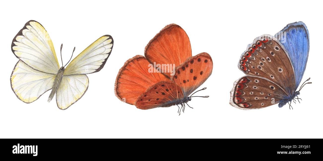 Ensemble de papillons flottants. Papillons bleus, orange, blancs volants. Cuivre, cuivre rare, chou. Illustration aquarelle pour impression, textile Banque D'Images