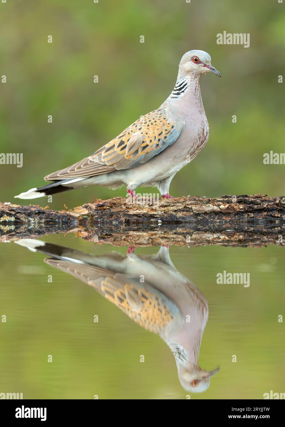 Tortue Dove Streptopelia tur debout à côté de la piscine d'eau avec réflexion. Oiseau adulte France Banque D'Images