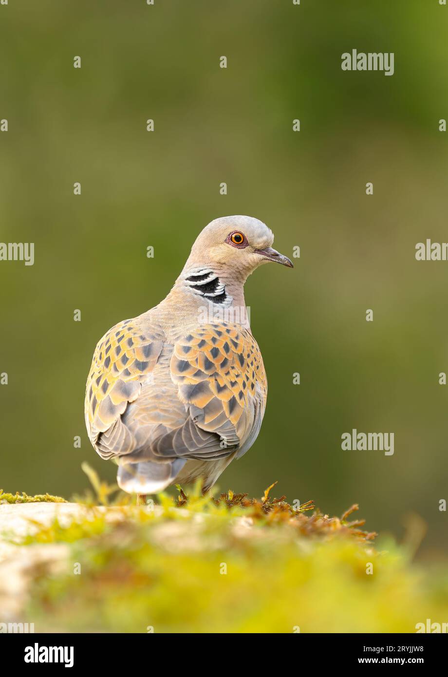 Tortue Dove Streptopelia tur au repos sur la roche. Oiseau adulte France Banque D'Images