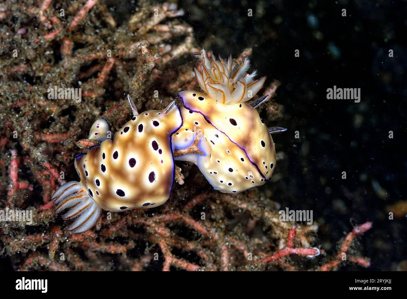 Les belles couleurs des nudibranches Banque D'Images