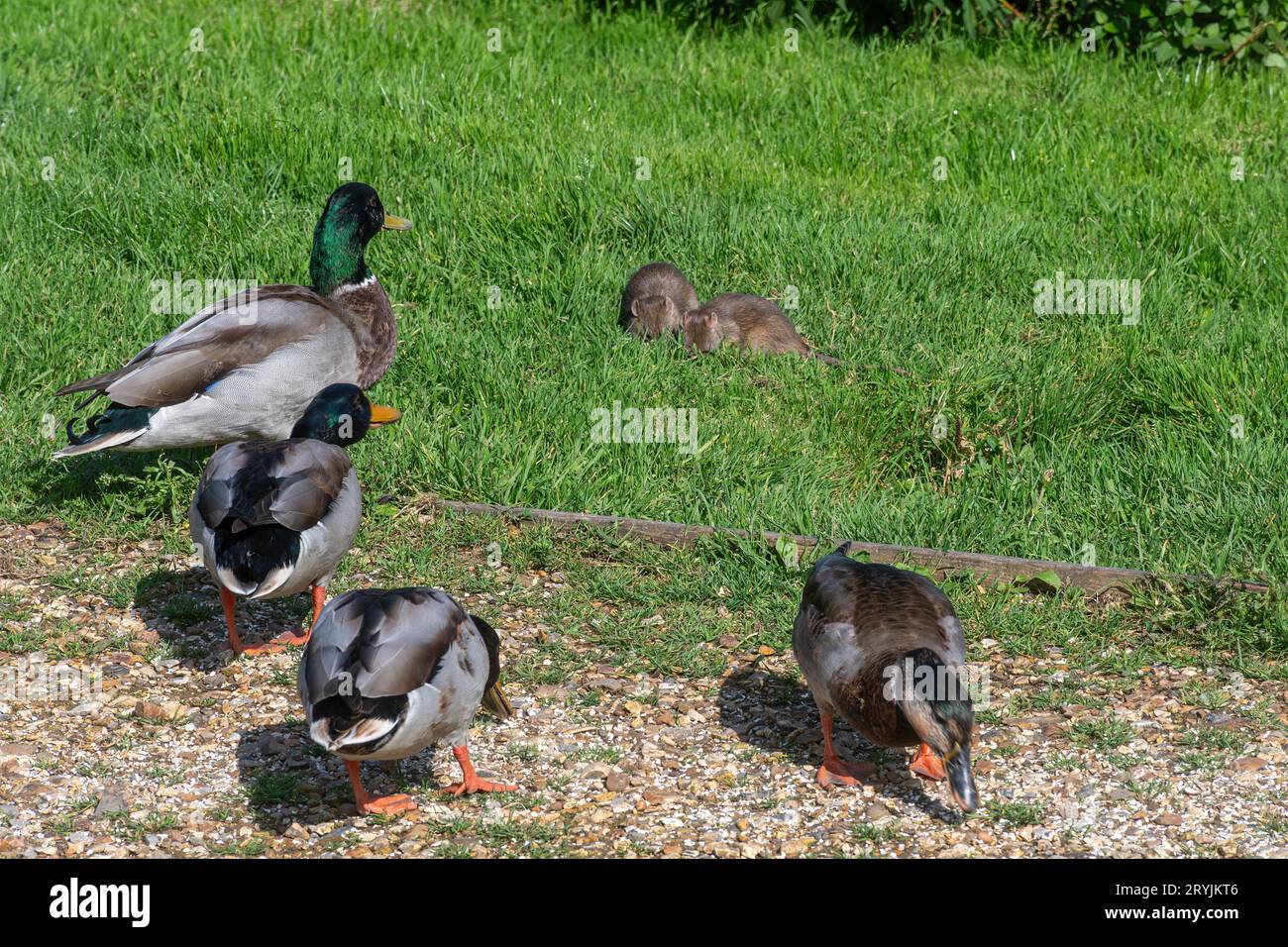 Rats bruns mangeant de la nourriture pour oiseaux fournie aux canards, Angleterre, Royaume-Uni. Rat brun (Rattus norvegicus) avec colverts (Anas platyrhynchos) Banque D'Images