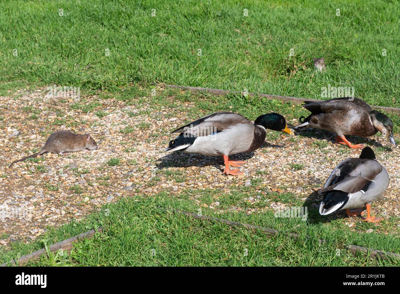 Rats bruns mangeant de la nourriture pour oiseaux fournie aux canards, Angleterre, Royaume-Uni. Rat brun (Rattus norvegicus) avec colverts (Anas platyrhynchos) Banque D'Images
