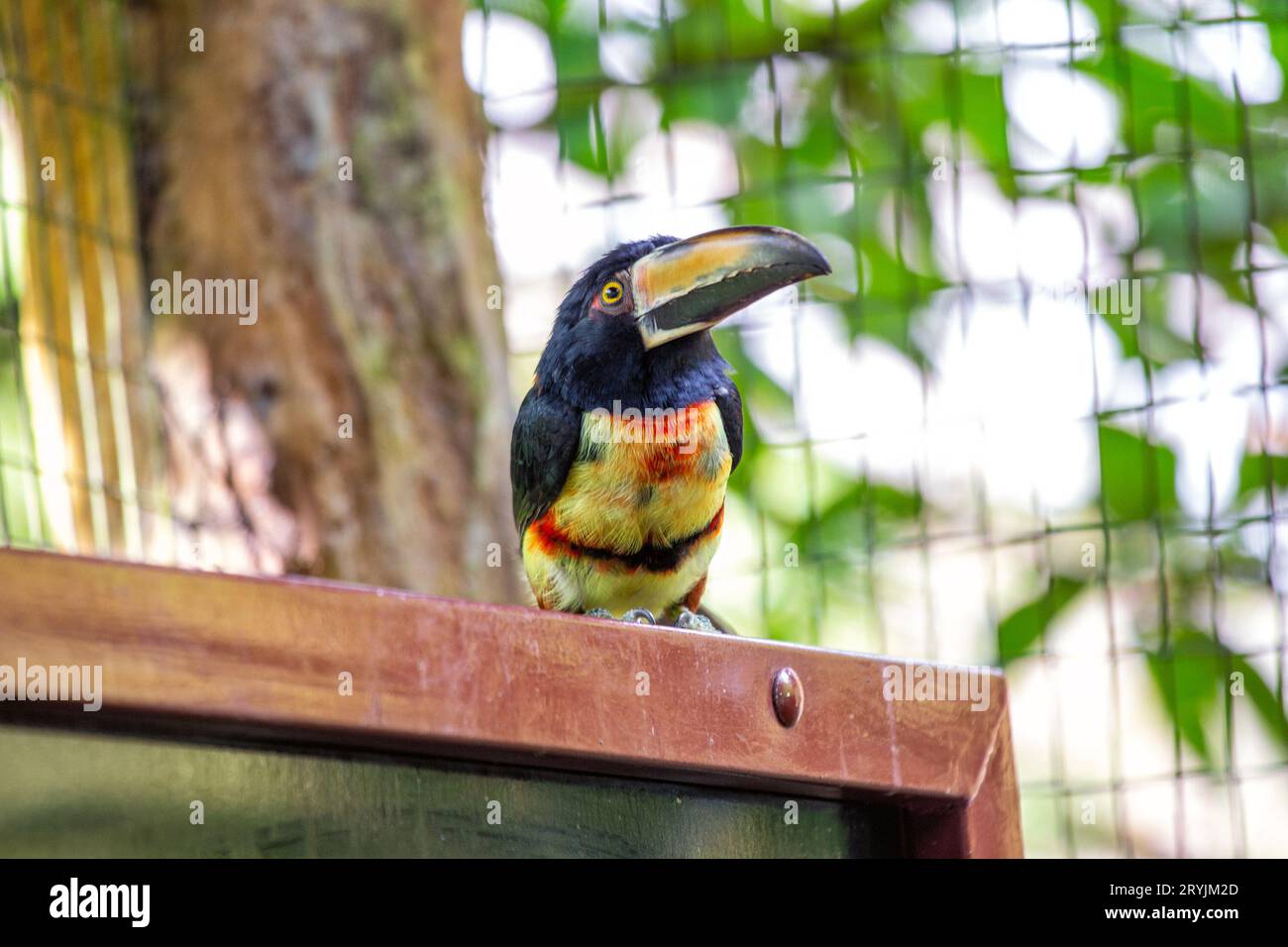 L'acari à col, scientifiquement connu sous le nom d'Accipiter cirrocephalus, est un oiseau de proie frappant originaire des forêts de Nouvelle-Guinée. Son caractère distinctif c Banque D'Images