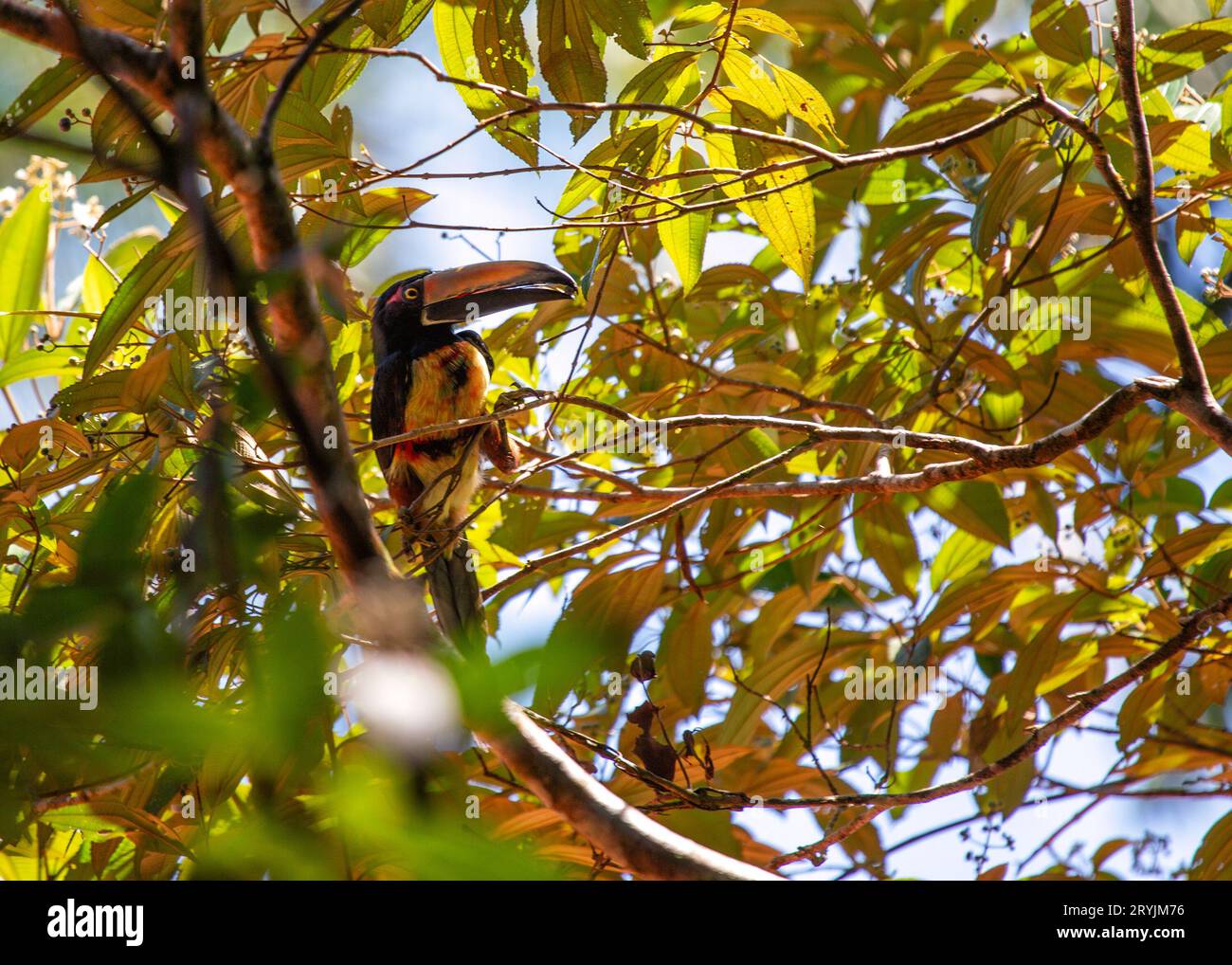 L'acari à col, scientifiquement connu sous le nom d'Accipiter cirrocephalus, est un oiseau de proie frappant originaire des forêts de Nouvelle-Guinée. Son caractère distinctif c Banque D'Images