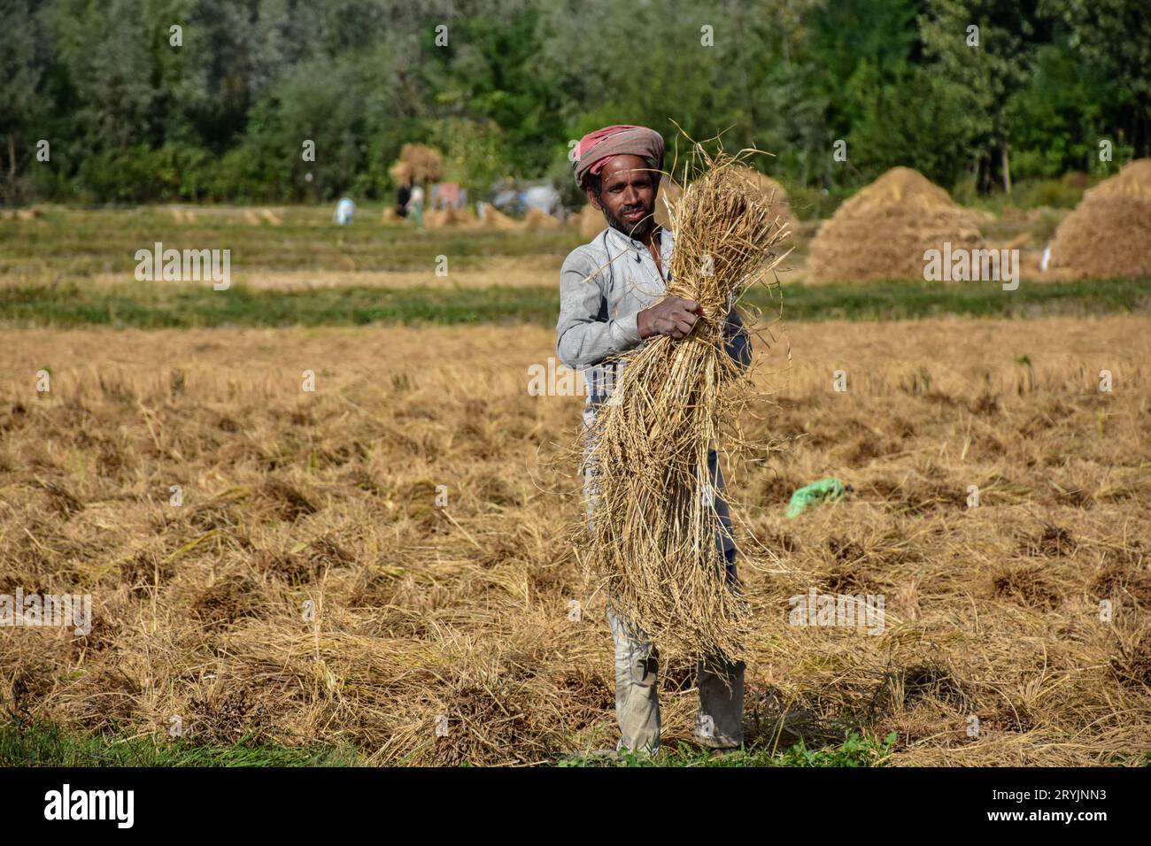 Srinagar, Inde. 1 octobre 2023. Un ouvrier non local récolte le riz dans les champs pendant la saison de récolte du riz à la périphérie de Srinagar, la capitale estivale de Jammu et Kasmir. (Image de crédit : © Saqib Majeed/SOPA Images via ZUMA Press Wire) USAGE ÉDITORIAL UNIQUEMENT! Non destiné à UN USAGE commercial ! Banque D'Images