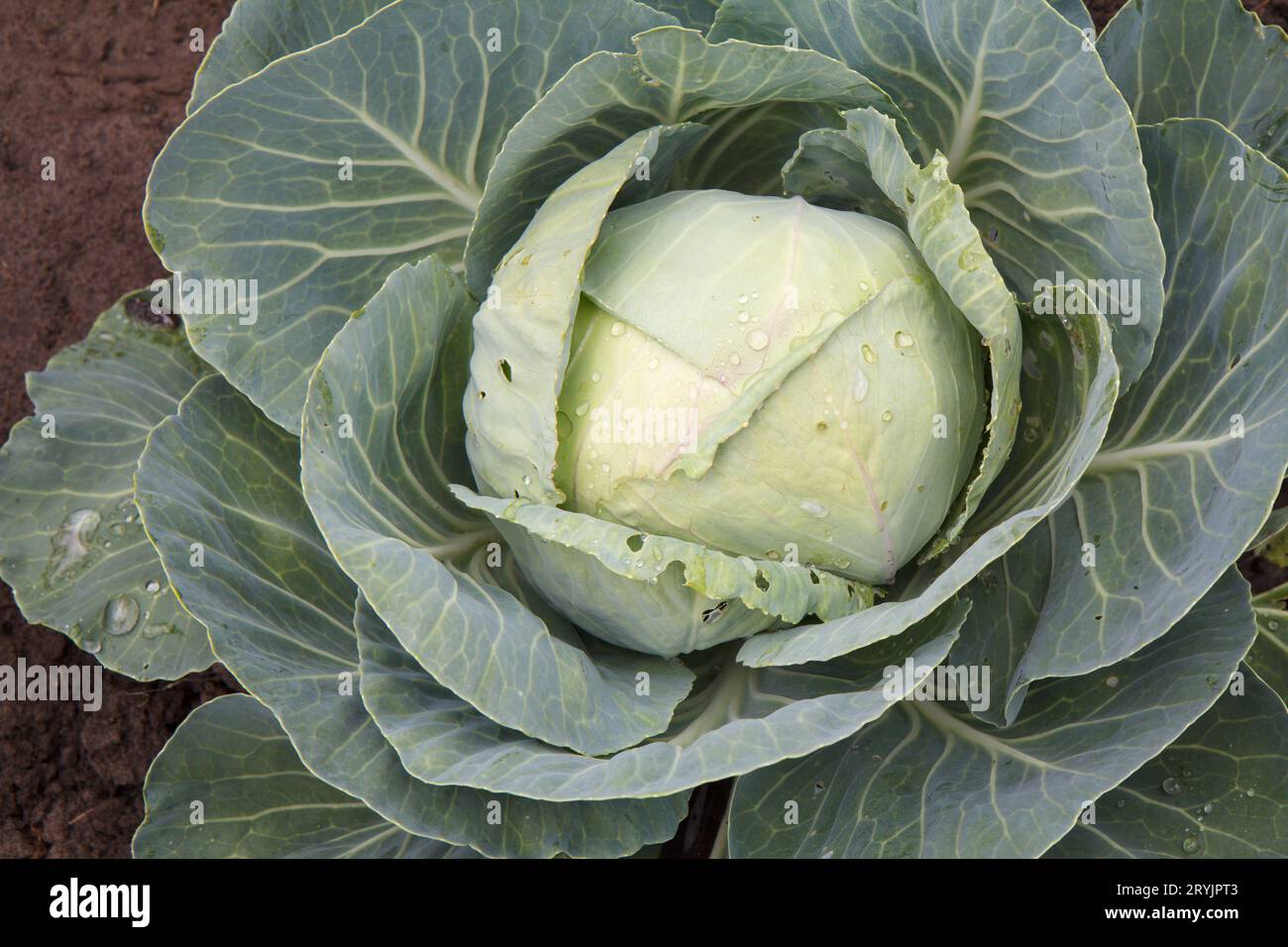 Jeune tête verte de chou dans le jardin. Banque D'Images