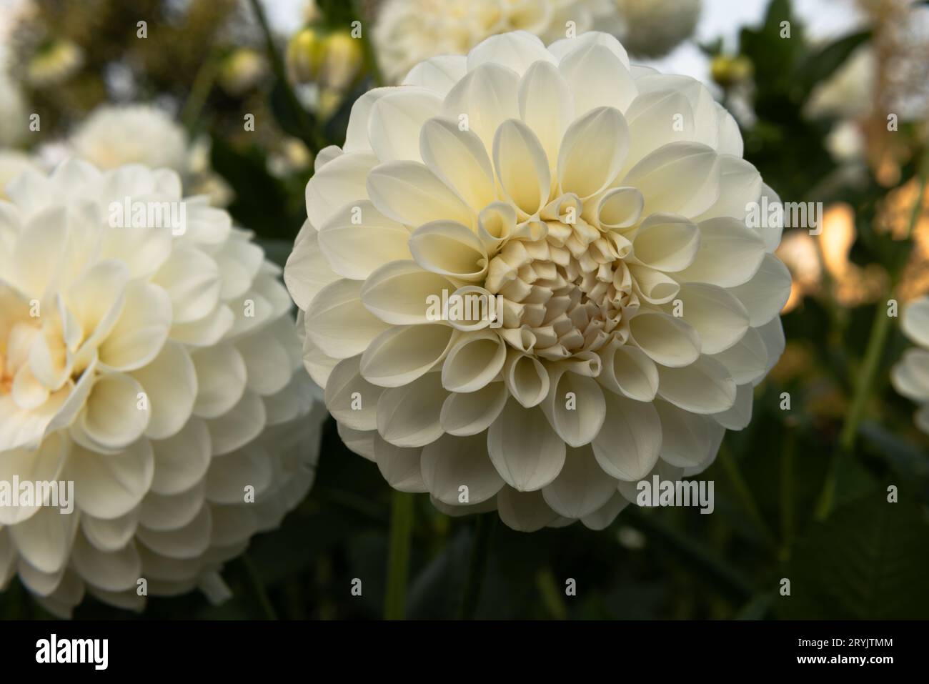 fleurs de dahlia florissantes colorées en gros plan, macro Banque D'Images