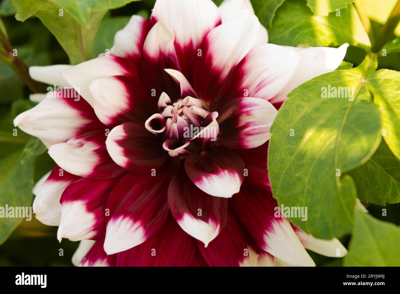 fleurs de dahlia florissantes colorées en gros plan, macro Banque D'Images