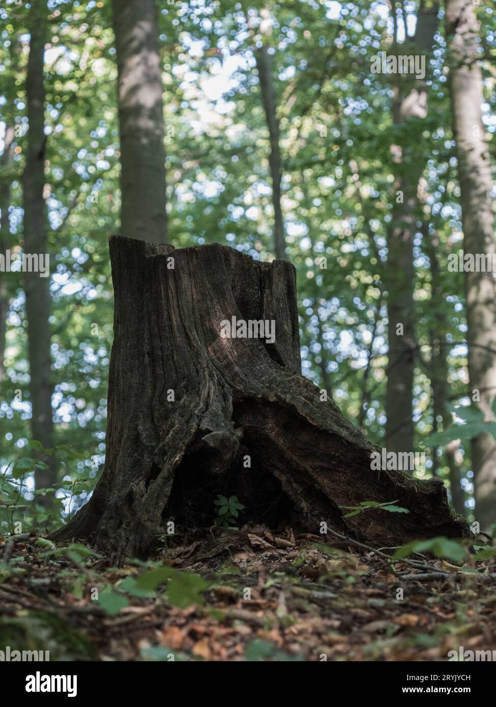 Il y a des arbres dans la forêt magique qui nous parlent des temps anciens. Ou vous pouvez l'appeler Robin Hood Forest Therapy aussi. Belle relation. Banque D'Images