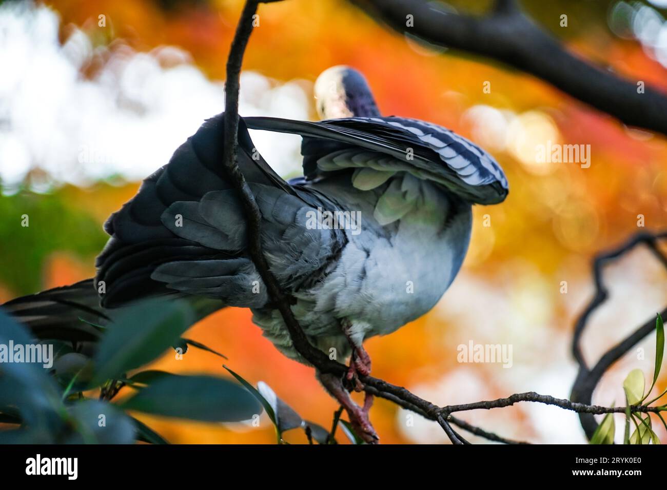 Image des feuilles de pigeon et d'automne Banque D'Images