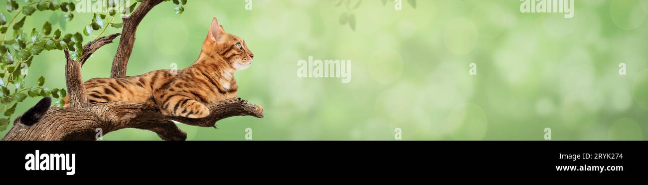 Un beau chat Bengal se trouve sur une branche d'arbre. Banque D'Images