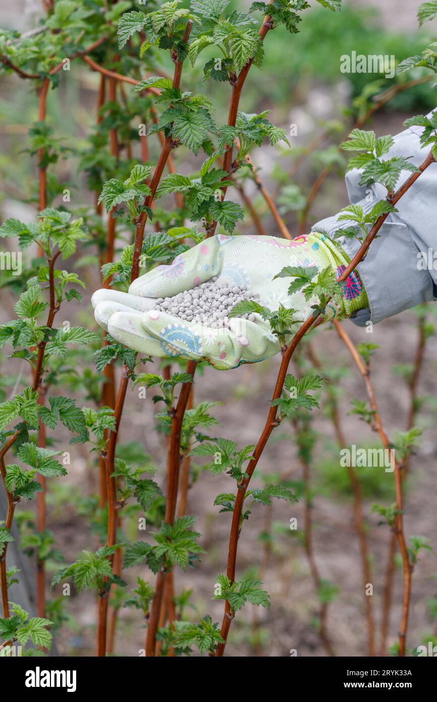 Agriculteur main habillé dans un gant tenant l'engrais chimique à côté du framboisier. Banque D'Images