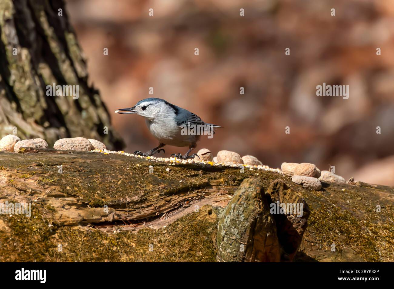Le nuthatch à la poitrine blanche (Sitta carolinensis) Banque D'Images