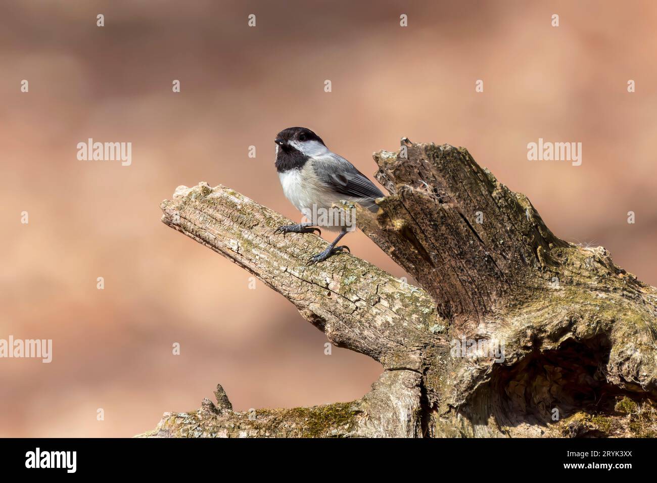 Le chichadee à capuchon noir (Poecile atycapillus) Banque D'Images