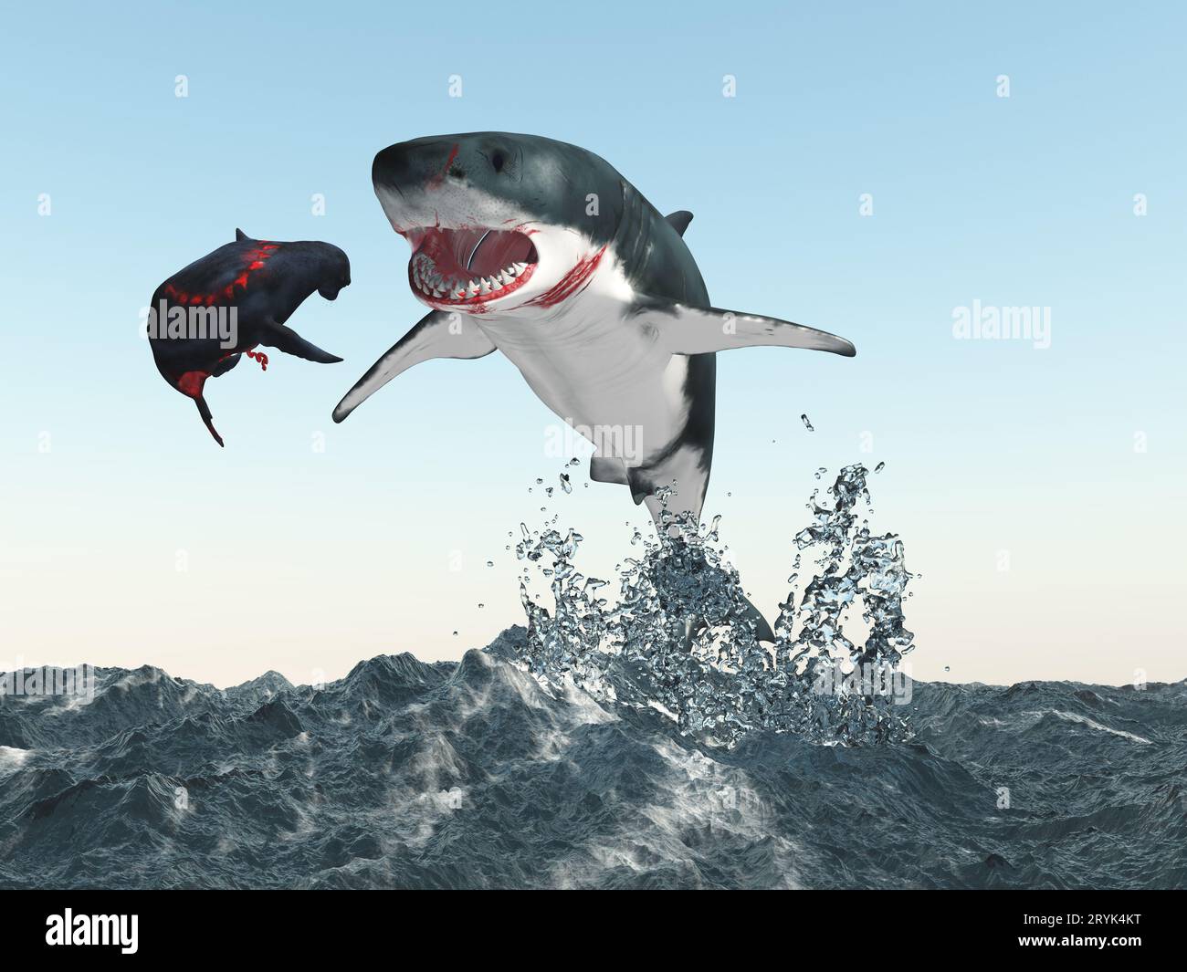 Grand requin blanc chasse un phoque Banque D'Images