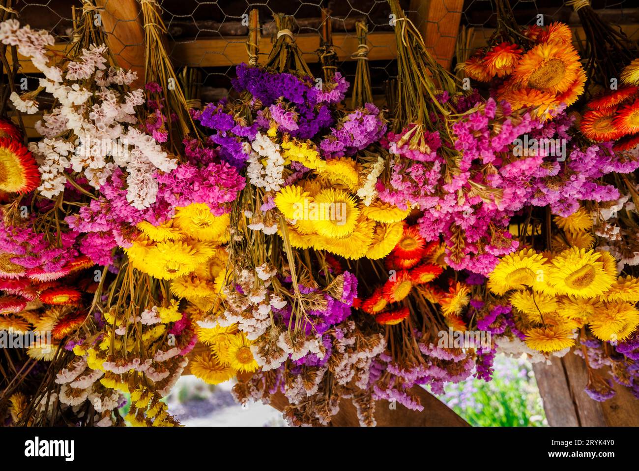 Des bouquets colorés de fleurs coupées (Helichrysum et Limonium) pendent pour sécher à RHS Garden Wisley, Surrey, sud-est de l'Angleterre au début de l'automne Banque D'Images