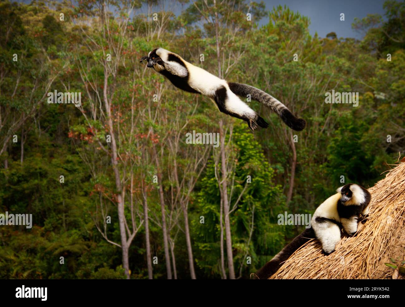 Lemur à revers noir et blanc - Varecia variegata espèces menacées de lémuriens à revers, endémiques à Madagascar, mammifères sautant et grimpant par rapport à M. Banque D'Images