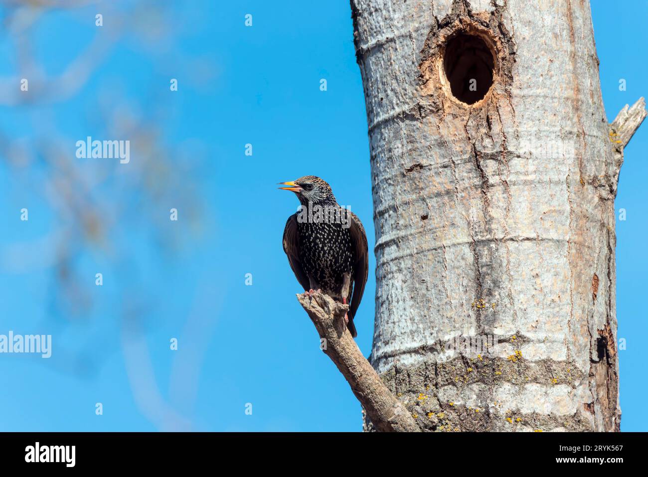 L'étourneau sansonnet (Sturnus vulgaris) Banque D'Images