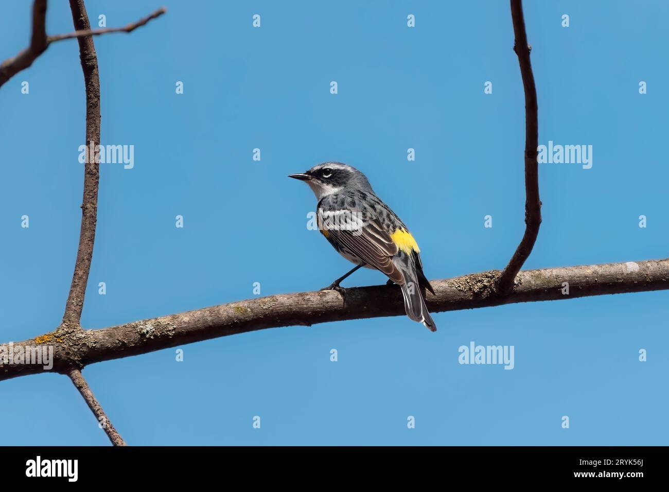 La paruline à ronflement jaune (Setophaga coronata) Banque D'Images