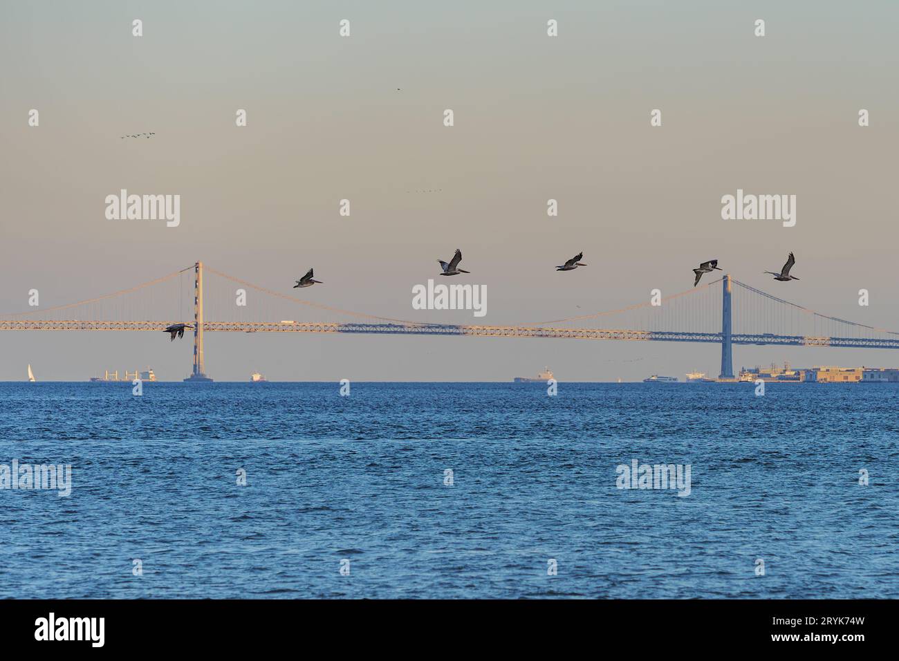 Les pélicans survolent la baie de San Francisco avec le Bay Bridge en arrière-plan Banque D'Images