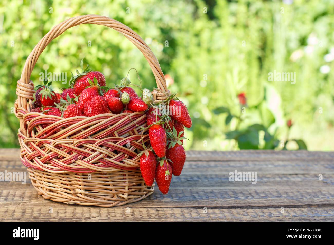 Panier complet avec des fraises mûres rouges fraîchement cueillies sur des bureaux en bois. Banque D'Images