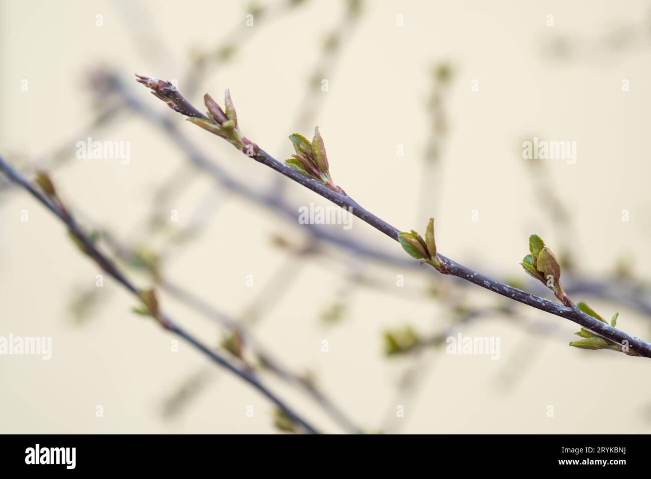 Une branche avec de jeunes feuilles dans des conditions naturelles au printemps. Banque D'Images