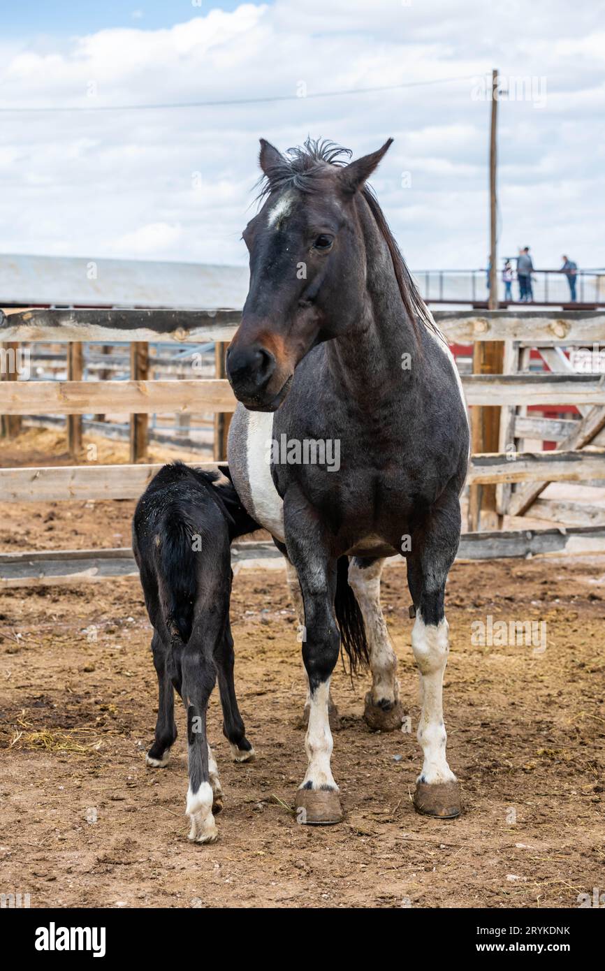 Un cheval noir dans le domaine de Terry Bison Ranch, Wyoming Banque D'Images