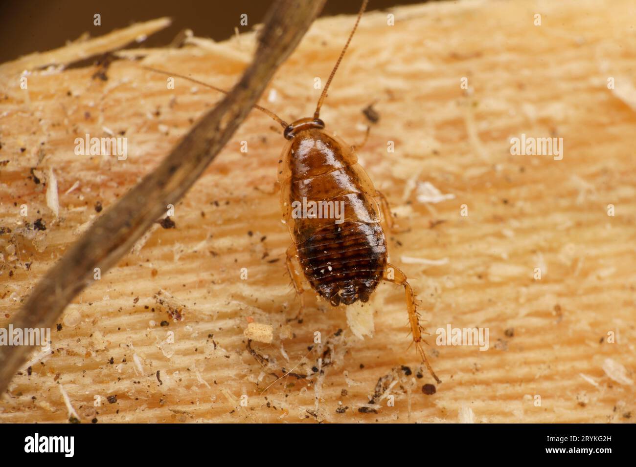 Ectobius lapponicus famille Ectobiidae genre Ectobius blatte cracheuse sauvage photographie d'insectes de nature sauvage, image, papier peint Banque D'Images
