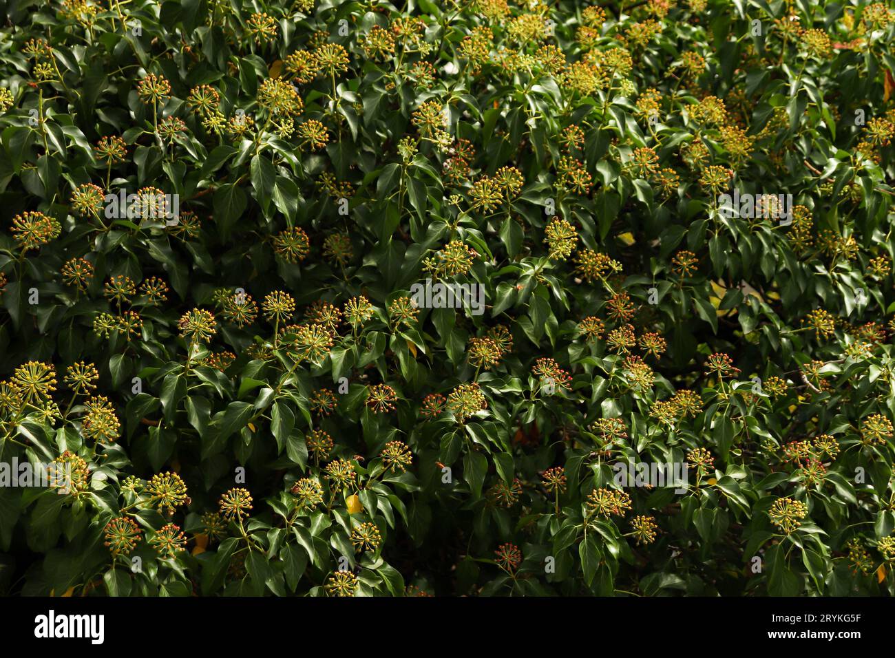 Fond abstrait de fleurs ressemblant à des épingles à bille jaunes Banque D'Images