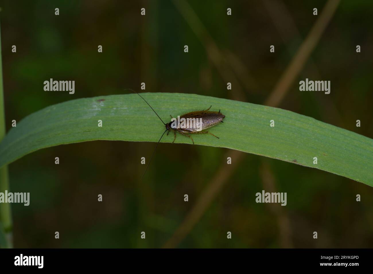 Ectobius lapponicus famille Ectobiidae genre Ectobius blatte cracheuse sauvage photographie d'insectes de nature sauvage, image, papier peint Banque D'Images