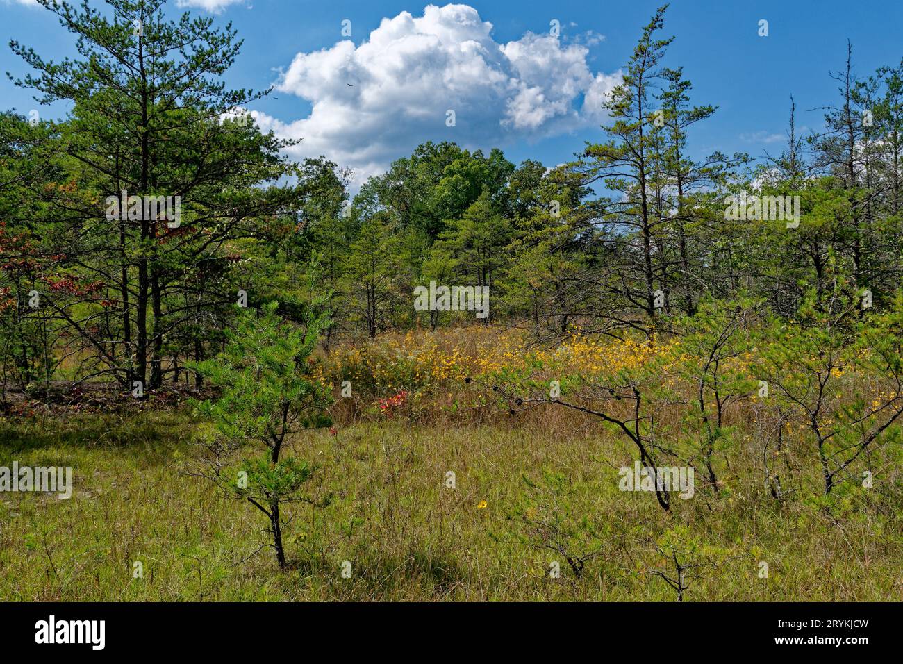 Changement de saisons à multicolore lumineux et vibrant dans un champ plein de fleurs sauvages à la fin de l'été à l'automne avec la forêt en arrière-plan sur un soleil Banque D'Images Changement de saisons à multicolore lumineux et vibrant dans un champ plein de fleurs sauvages à la fin de l'été à l'automne avec la forêt en arrière-plan sur un soleil Banque D'Images