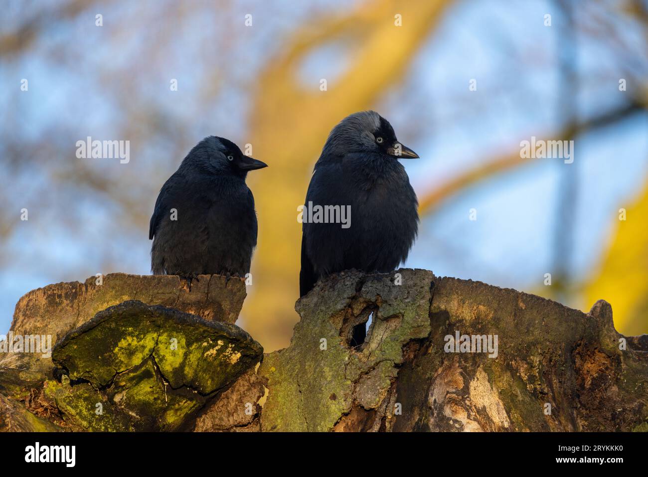 Couple de chacdaw eurasien, Corvus monedula, assis sur des branches au coucher du soleil Banque D'Images