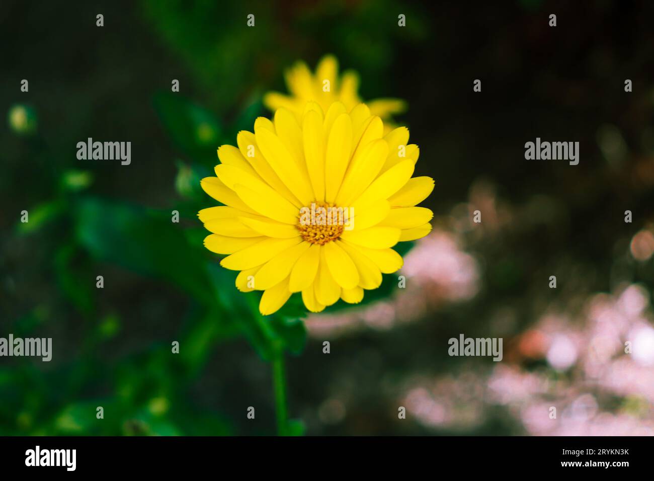 Gros plan de l'aster doré jaune simple (Chrysopsis). Tourné en Roumanie Banque D'Images