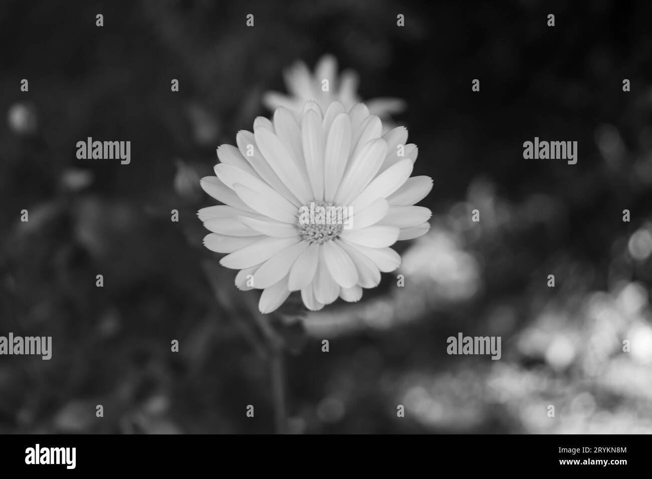 Gros plan unique d'aster doré noir et blanc (Chrysopsis). Tourné en Roumanie Banque D'Images