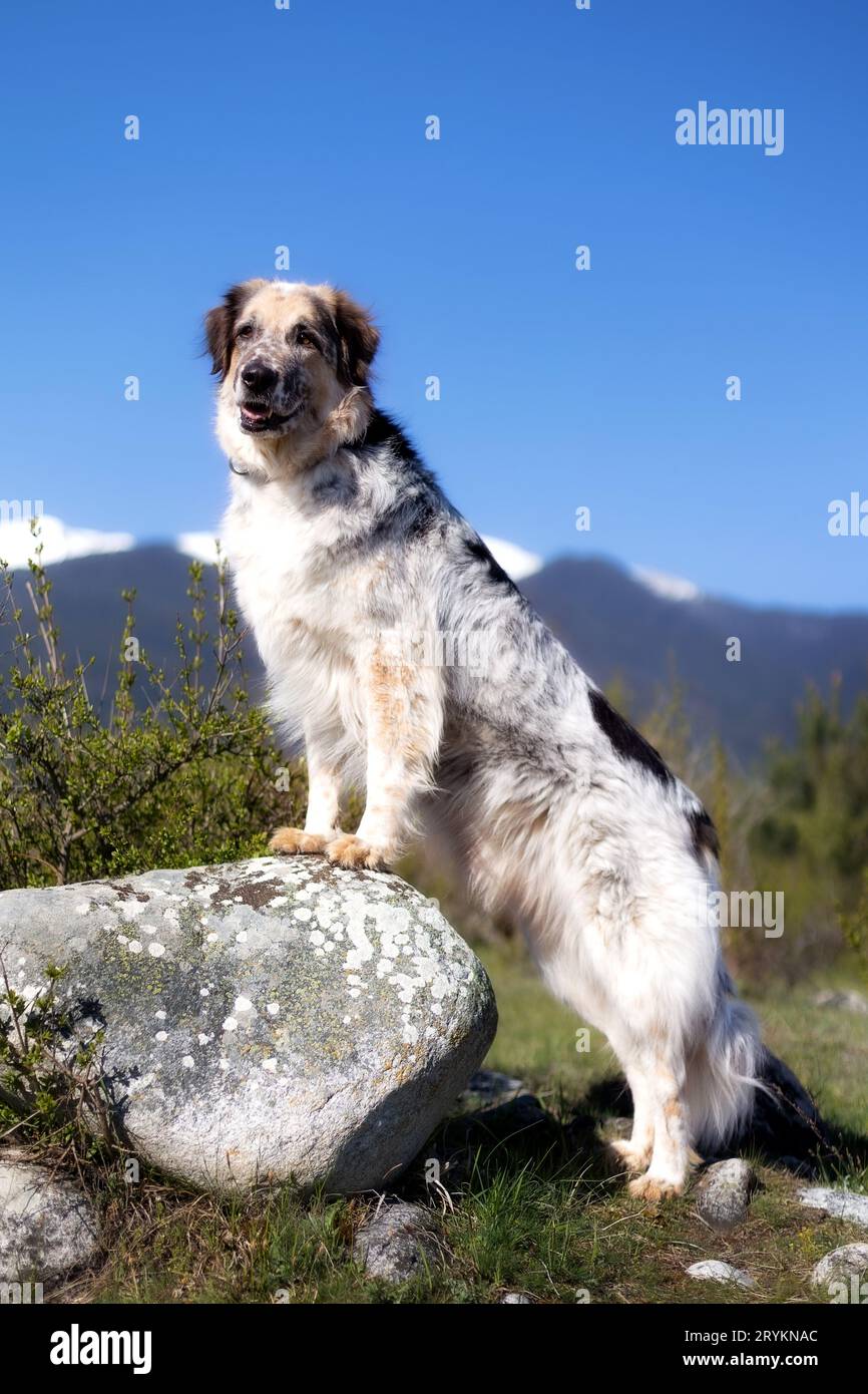 Grand chien moelleux sur la pierre, vue sur les montagnes de neige Banque D'Images