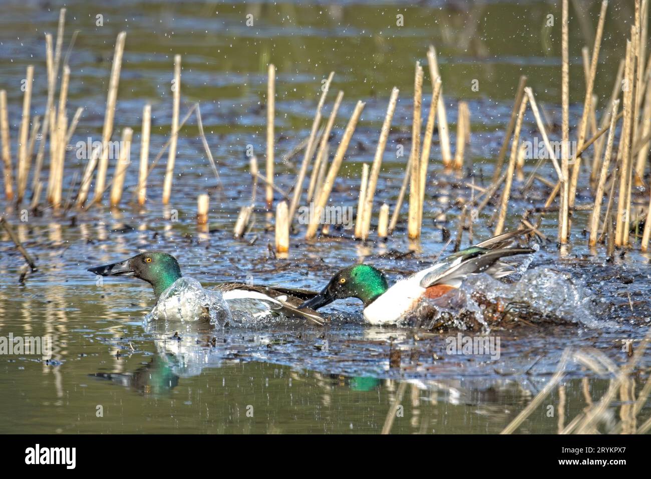 Northern shoveler chassant après un autre. Banque D'Images