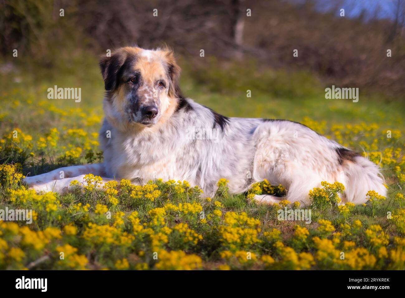 Grand chien allongé dans les fleurs, printemps Banque D'Images