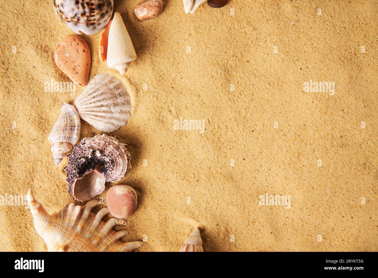 Coquillages étonnants sur fond de sable de plage de mer avec espace de copie pour le texte. Heure d'été, vacances à la mer, concept de voyage Banque D'Images