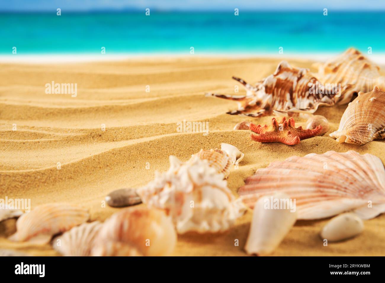 Beau fond de plage d'été avec différents coquillages et étoiles de mer sur le bord de mer sablonneux et l'eau turquoise Banque D'Images