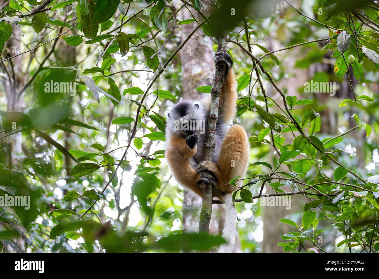 Lemur Diademed Sifaka, Propithecus diadema, Madagascar faune Banque D'Images