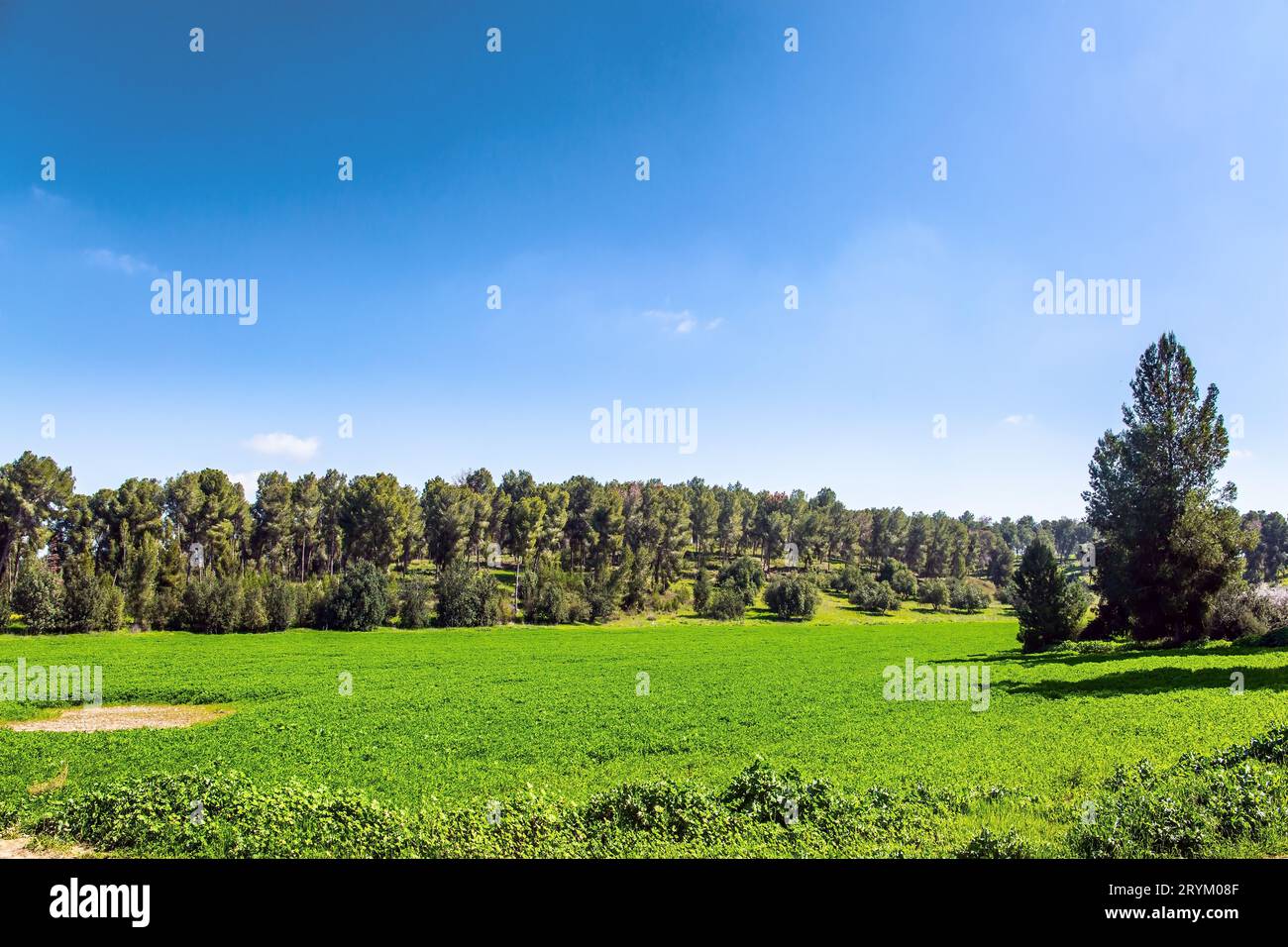 Large prairie fleurie. Banque D'Images