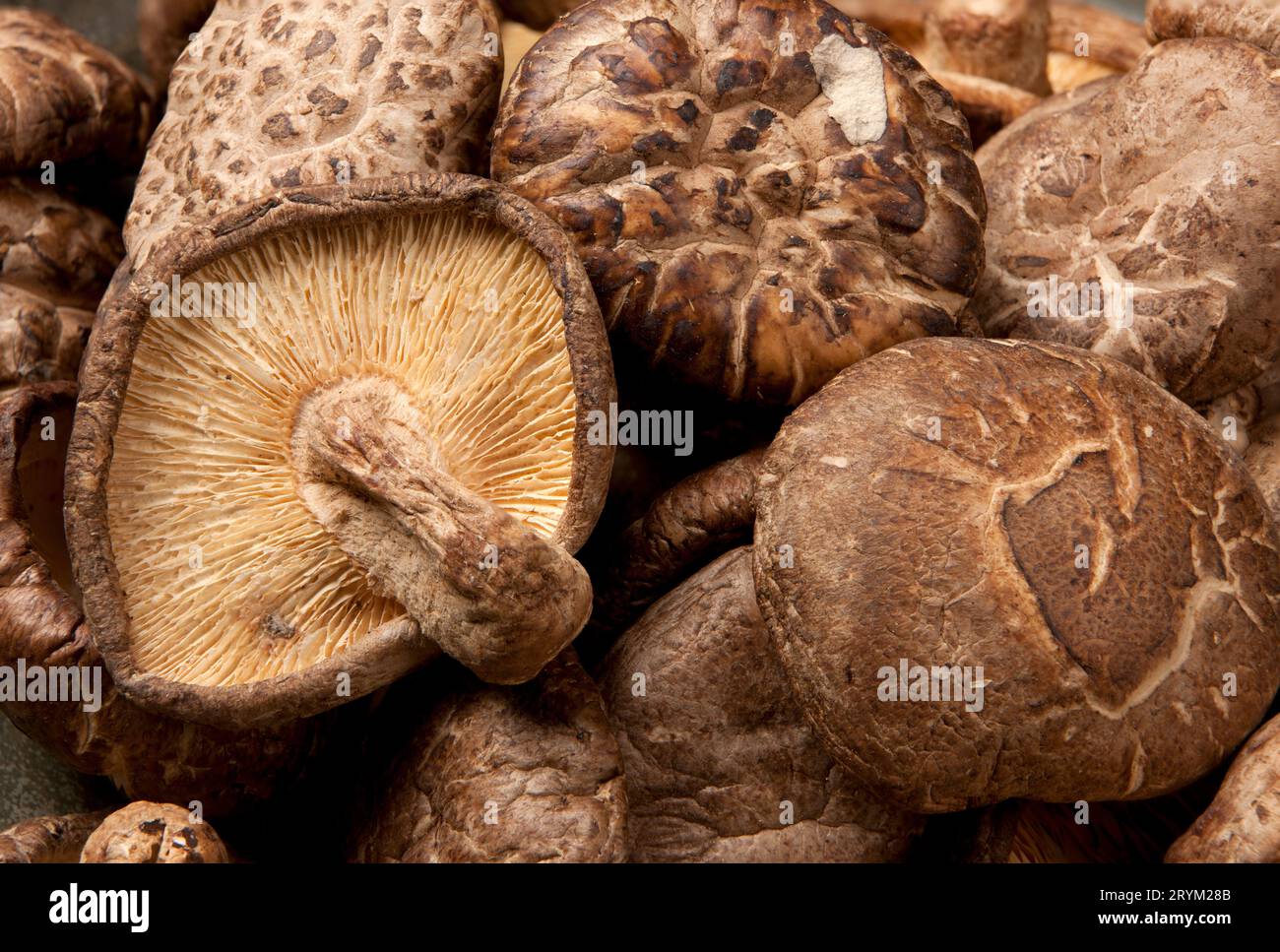 Macro de champignons shitake séchés. Banque D'Images