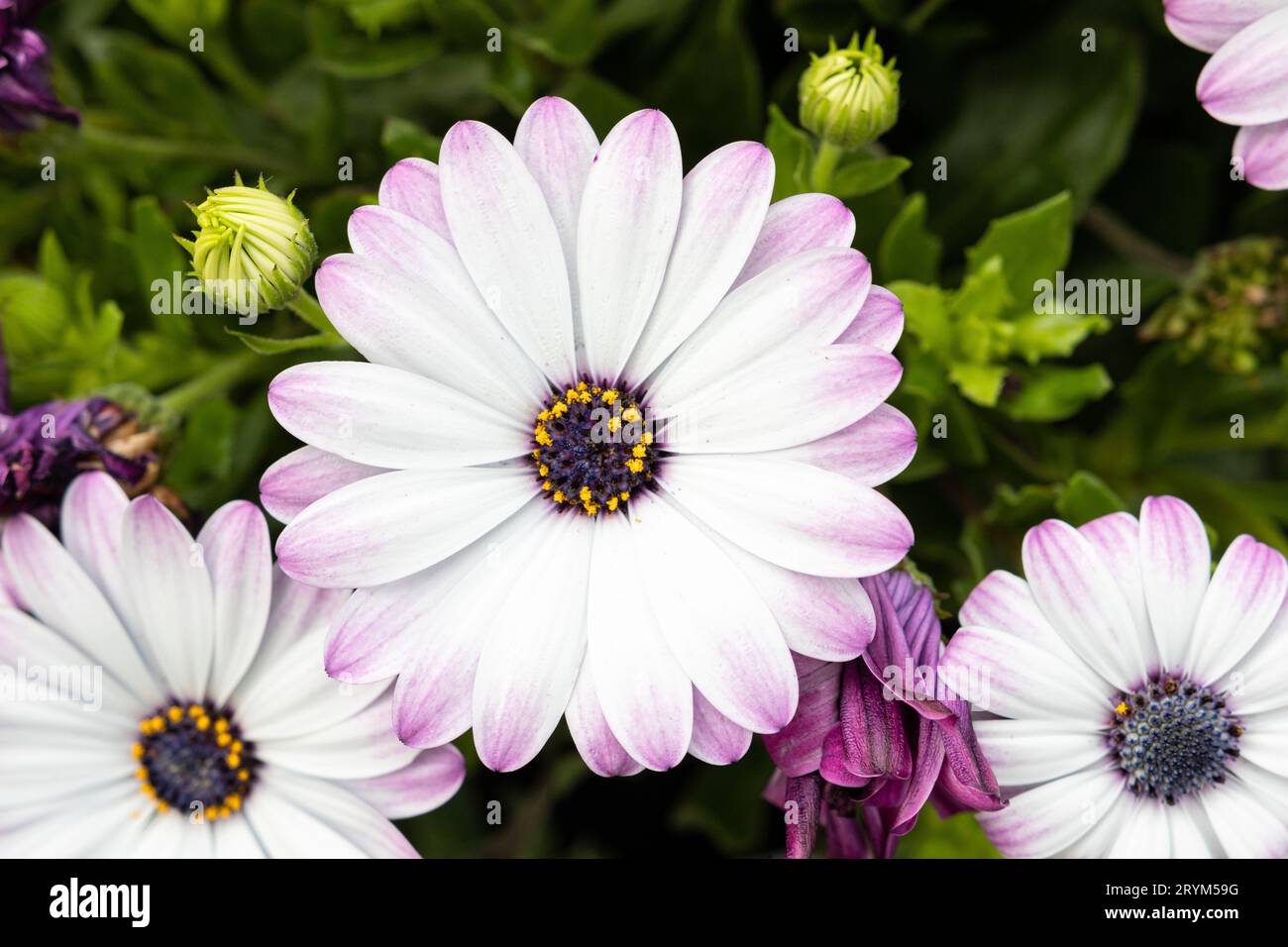 Pâquerette africaine blanche et pourpre Fleur poussant sur le jardin. Dimorphotheca pluvialis Banque D'Images