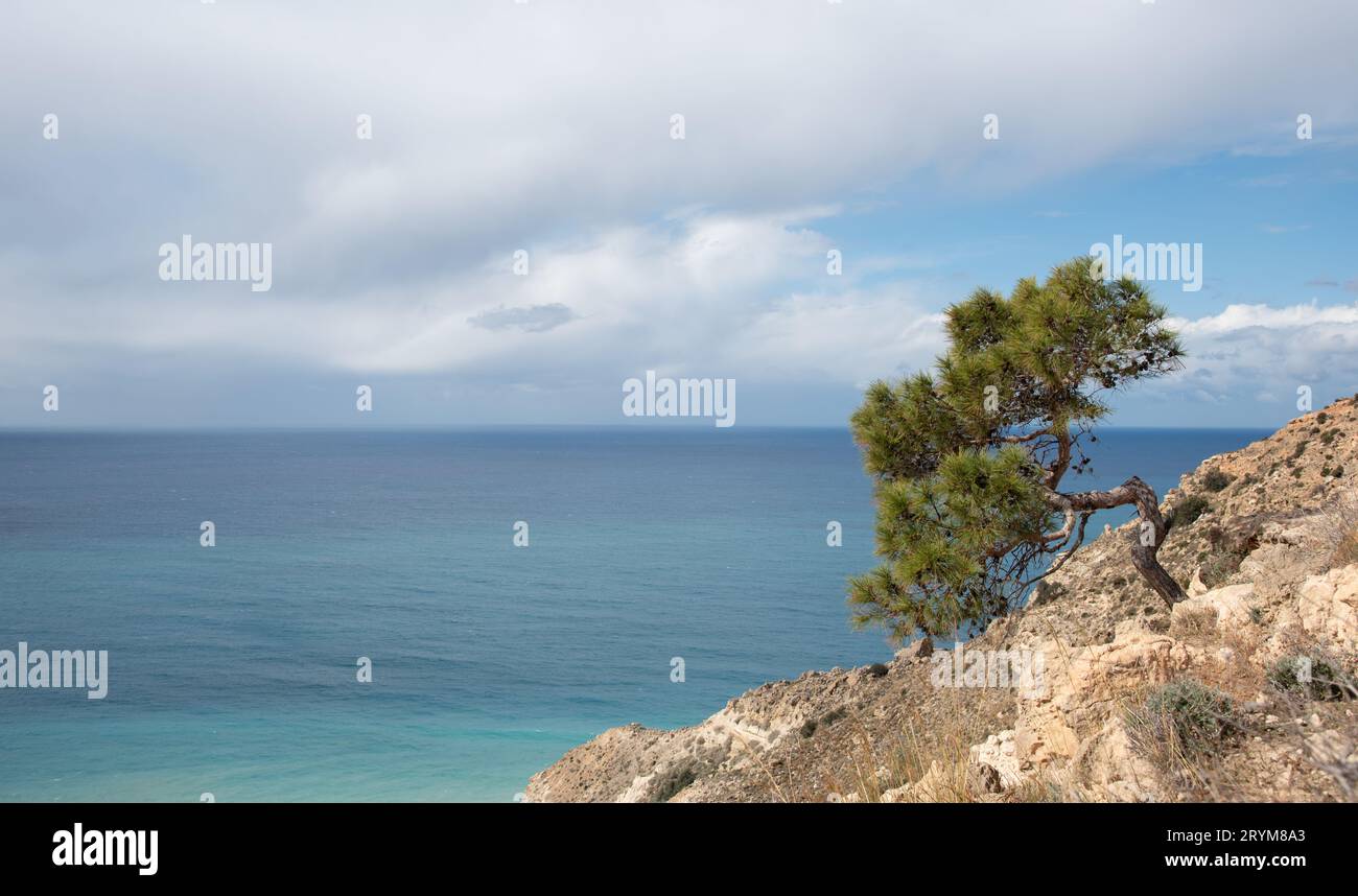 Conifères solitaire au bord d'une falaise rocheuse sur la côte. Ciel nuageux en hiver. Banque D'Images