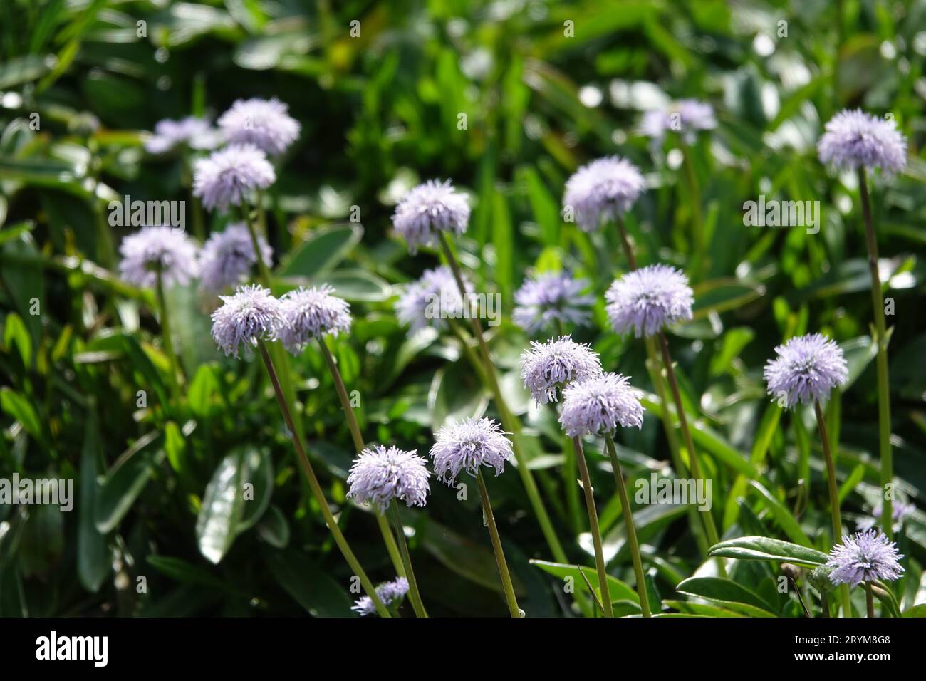 Globularia gracilis, boule de Marguerite Banque D'Images