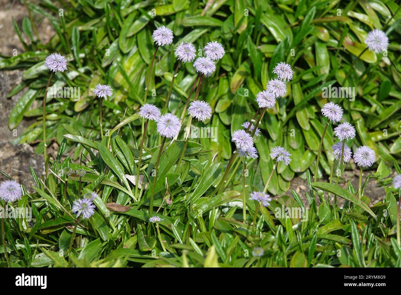 Globularia gracilis, boule de Marguerite Banque D'Images