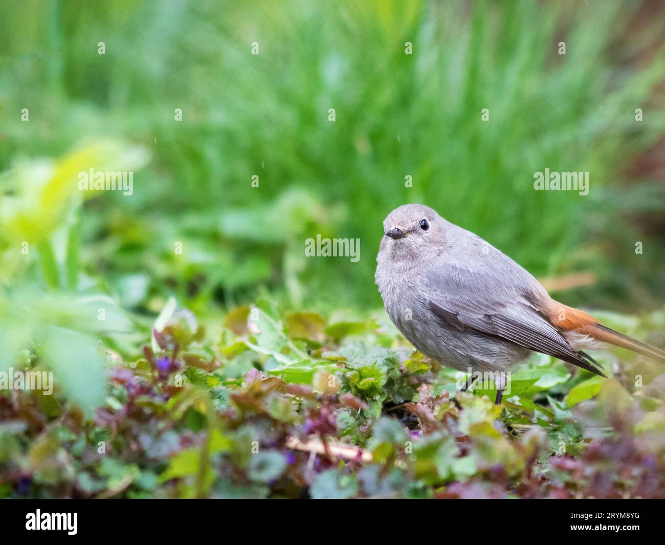 Femelle redstart commune (Phoenicurus phoenicurus), ou simplement redstart sur l'herbe. Petit passereau du genre Phoenicurus Banque D'Images