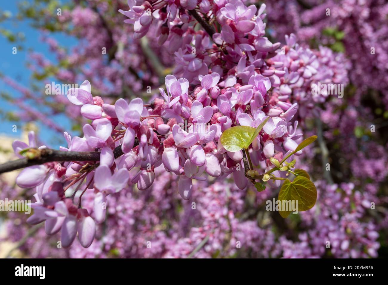 Bel arbre rose Cercis siliquastrum fleurissant dans le parc par jour ensoleillé Banque D'Images